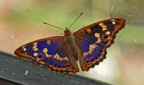 Réf. 213 763 : Apatura ilia